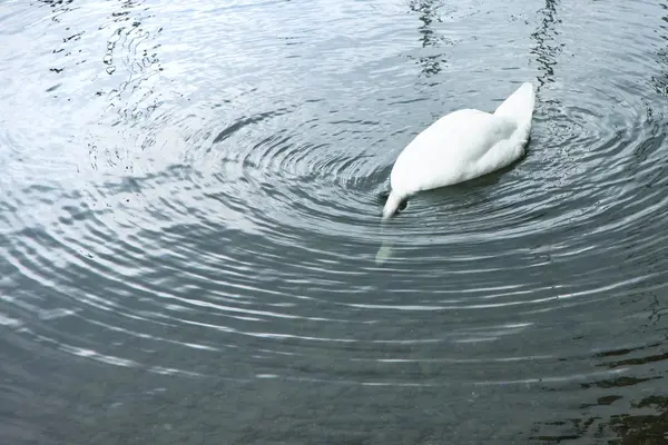 Lustiger Schwan mit Kopf unter Wasser — Stockfoto