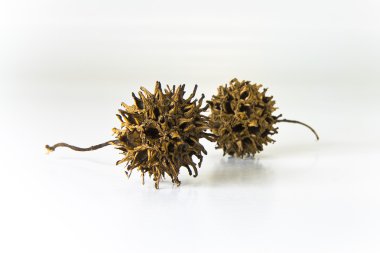 Beyaz arka plan üzerinde ağaç tohumları ile kavram virüs