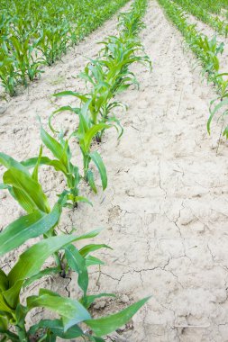 Mısır tarlasında Tuscany kırsal (İtalya)