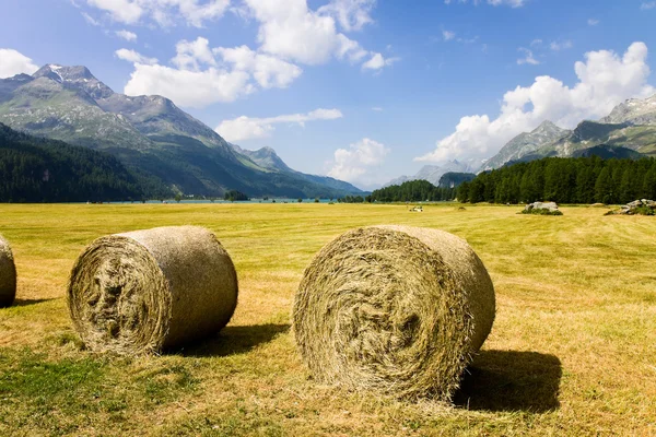 Promenade autour du lac Sils dans la vallée de la Haute Engadine , — Photo