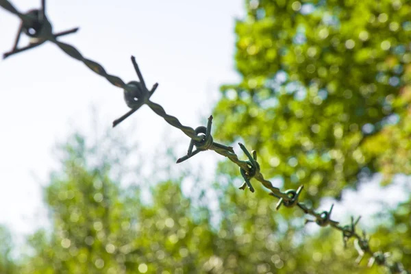 Barbed wire fence with plants on the background. Concept image — Stock Photo, Image