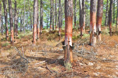 Kimya endüstrisinde kullanılan çam ağacı gövdelerinden doğal reçinenin çıkarılması (Avrupa - Portekiz).