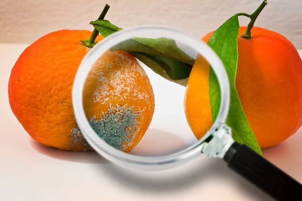 A moldy and rotten orange on a white background - concept image seen through a magnifying glass.
