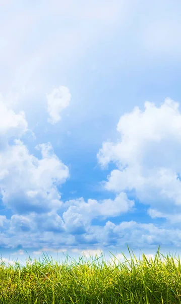 Grönt Vilt Gräs Himlen Bakgrund Bild Med Kopia Utrymme — Stockfoto