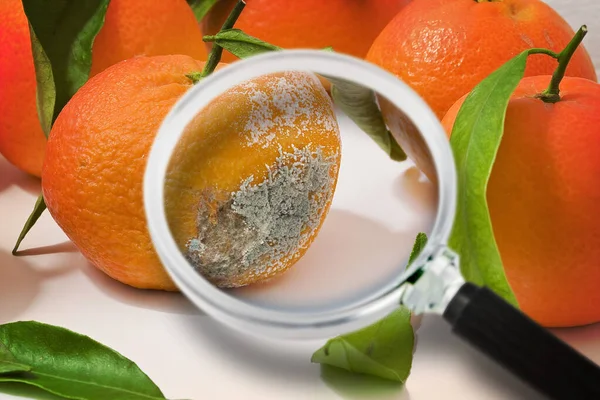 A moldy and rotten orange on a white background - concept image seen through a magnifying glass.