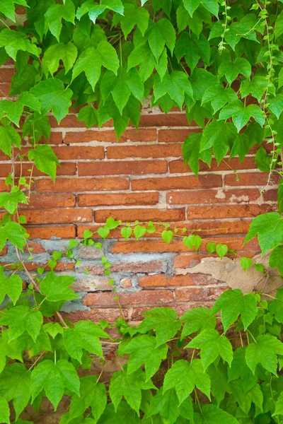 Oude Bakstenen Muur Bedekt Met Klimop — Stockfoto