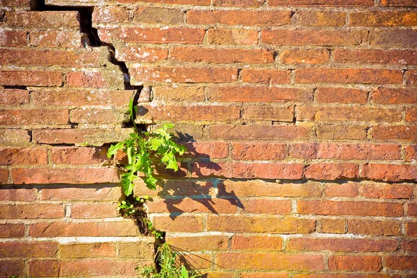 Vecchio Muro Mattoni Incrinato Danneggiato Con Una Piccola Pianta Nata — Foto Stock