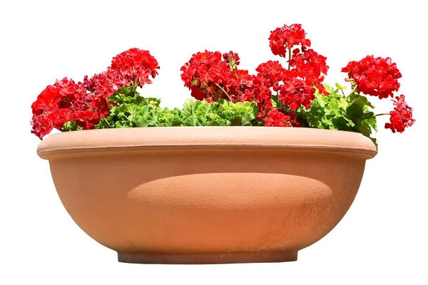 Roślina Ozdobna Czerwonymi Kwiatami Geranium Dużym Tradycyjnym Włoskim Wazonie Terakotowym — Zdjęcie stockowe