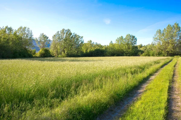 Vacker Tuscan Landsbygd Med Träd Bakgrunden Våren Italien — Stockfoto