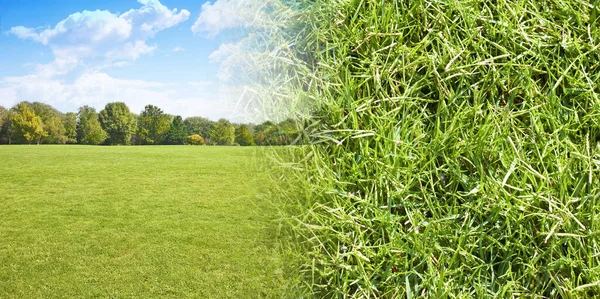 Beautiful green mowed lawn with trees on background and detail about view of the grass.