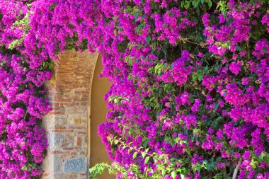 Kemer kapılı eski bir duvara karşı pembe çiçekler. 