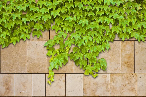 New Stone Wall Covered Fresh Green Ivy — Stock Photo, Image