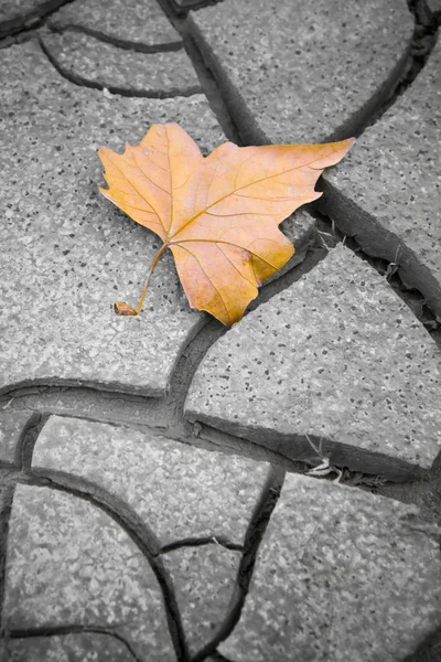 Isolated dry leaf - concept image — Stock Photo, Image