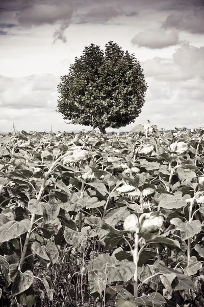 Isolierter Baum in einem Sonnenblumenfeld — Stockfoto