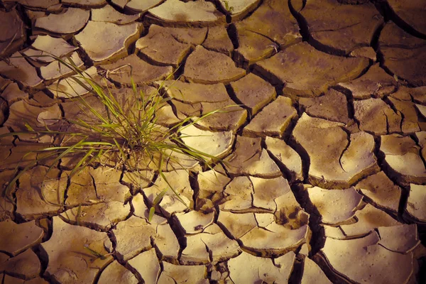 Desertificação e fome — Fotografia de Stock