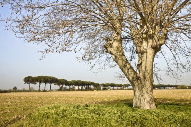 Tuscany kırsal kesimde izole ağaç