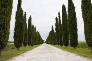 Ülke Tuscany yol selvi ile