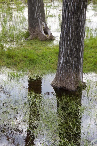 Затопленные поля после проливного дождя — стоковое фото