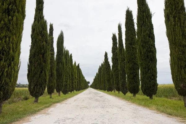 Tuscany landsväg med cypresser — Stockfoto