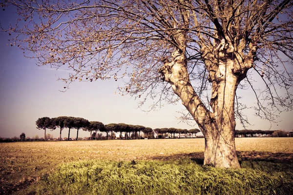 Isolerade träd i en Tuscany landsbygd — Stockfoto