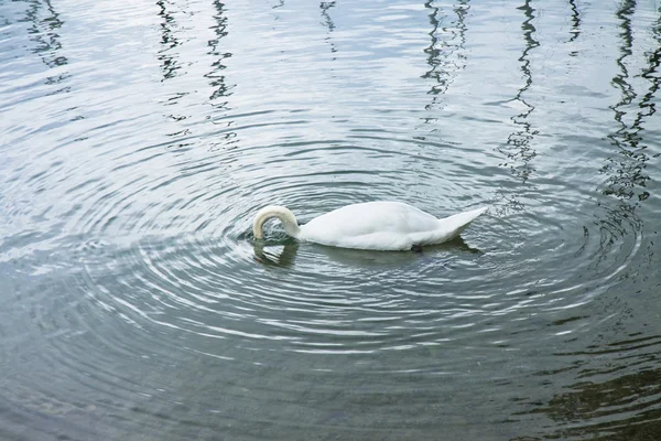 Лебедь с головой под водой — стоковое фото