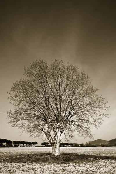 Isolated tree in a Tuscany countryside — Stock Photo, Image