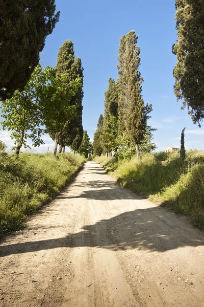 Toskana Landstraße mit Zypressen am Nachmittag (Italien) — Stockfoto