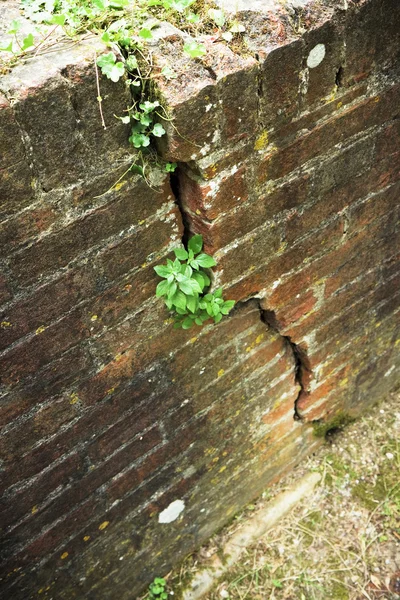 Mur de briques fissurées — Photo