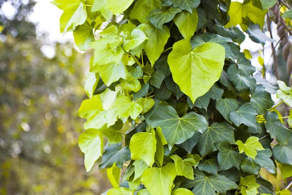 Closeup of Ivy in the wood with copy space — Stock Photo, Image