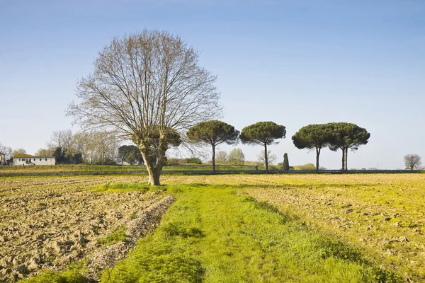 Isolierte Platane in einem gepflügten Feld — Stockfoto