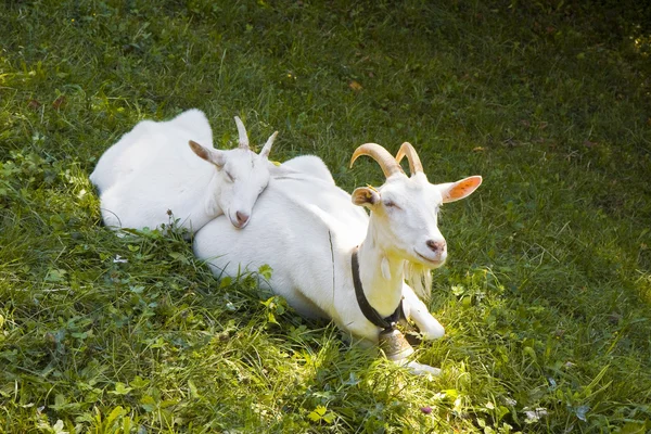 Une chèvre dans l'herbe avec son chiot — Photo
