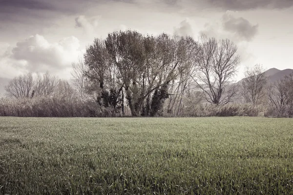 Isolerade träd i en wheatfield innan en regnstorm - (Tuscany - jag — Stockfoto