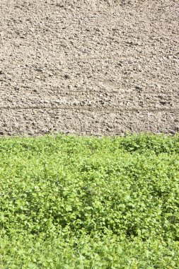 Bahar - metin ekleme için alan sürülmüş alana