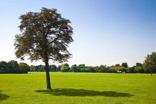 Isolierter Baum auf einer grünen Wiese mit Kopierplatz — Stockfoto