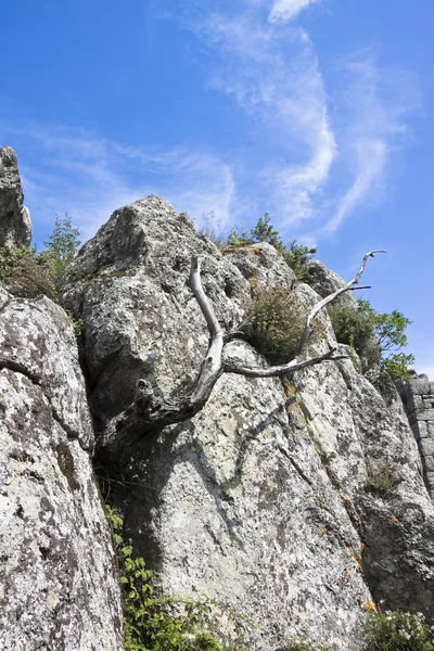 岩の壁に由来する低木で、乾燥 — ストック写真