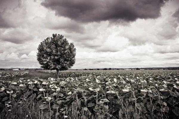 Isolated plane tree in a sunflowers field — Stock Photo, Image