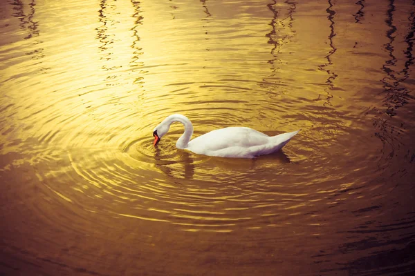 Swan in a golden lake — Stock Photo, Image