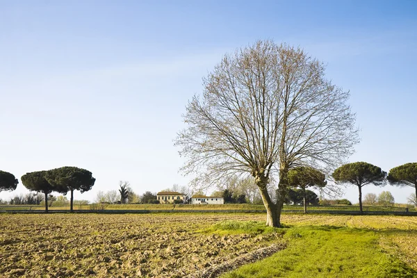 Sürülmüş bir alan - yalıtılmış çınar ağacı (Tuscany kırsal - ben