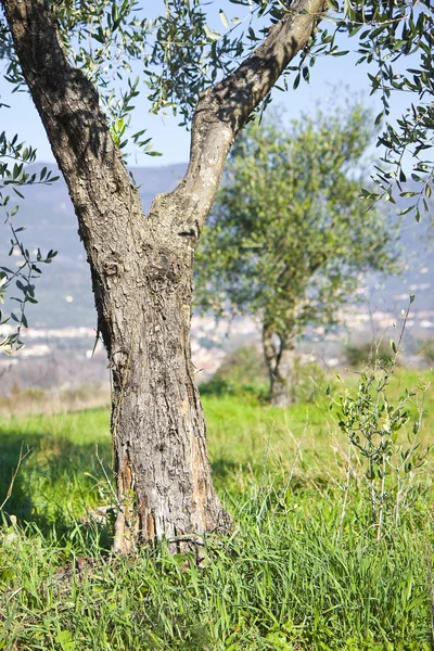 Detalle de Un olivo en la campiña toscana — Foto de Stock