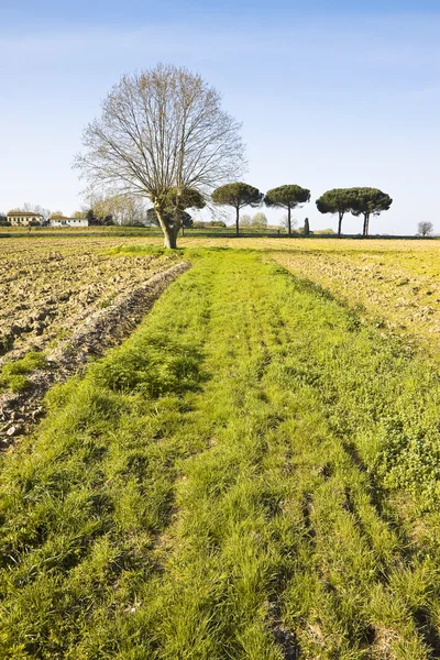 Sürülmüş bir alan - yalıtılmış çınar ağacı (Tuscany kırsal - ben — Stok fotoğraf