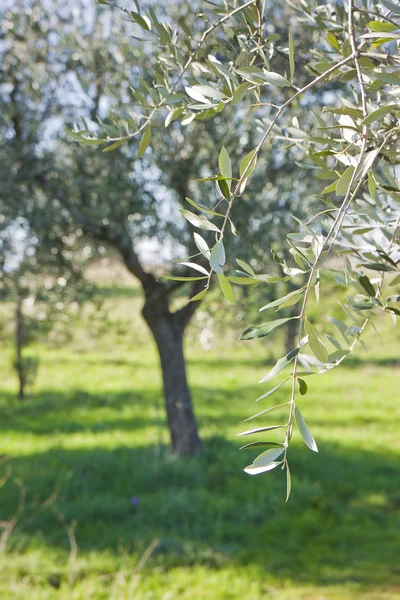 Ett olivträd i Tuscany landsbygden — Stockfoto