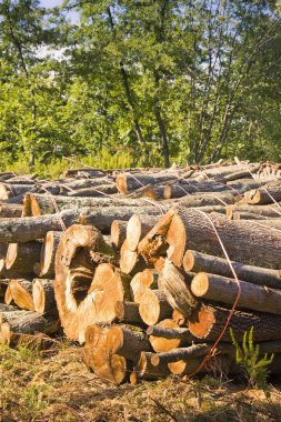Ağaç günlükleri ormanda (Toskana - İtalya kesmek)