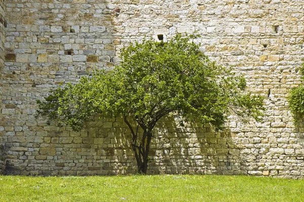 Ізольоване дерево повертається до старої кам'яної стіни — стокове фото