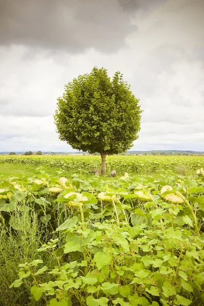 Isolated plane tree in a sunflowers field before a rainstorm — Stock Photo, Image