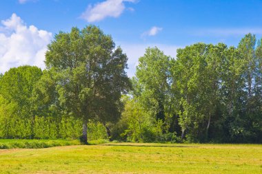 Çimenlikte YAZIZ Ağaç TÜRKÇE, İTALYA 'DA TÜRKÇE' NİN Mavili Gökyüzü Altında, Kırsal Arazi, barışçıl doğa geçmişi, yaz otlağı, doğal açık hava güzelliği 