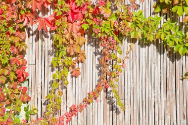 BAMBOO FENCE 'NİN GREEN VE KIRMIZLARI ÇİÇİN ŞARKI ŞARKI ŞARKI - Dekoratif bitkiler ve bahçe tırmanışı yaprakları bahçe düzenleme, peyzaj ve süsleme için idealdir