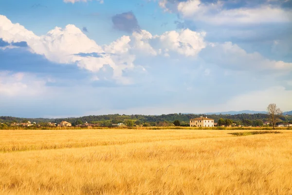 Mısır tarlası (İtalya ön planda ile Tuscan kırsal) — Stok fotoğraf