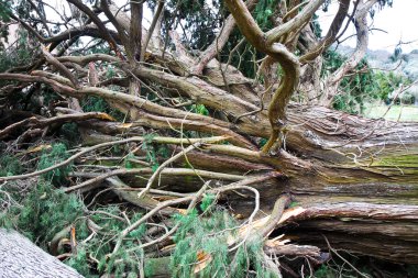 Servi ağacı bir rüzgar fırtınadan sonra düşmüş