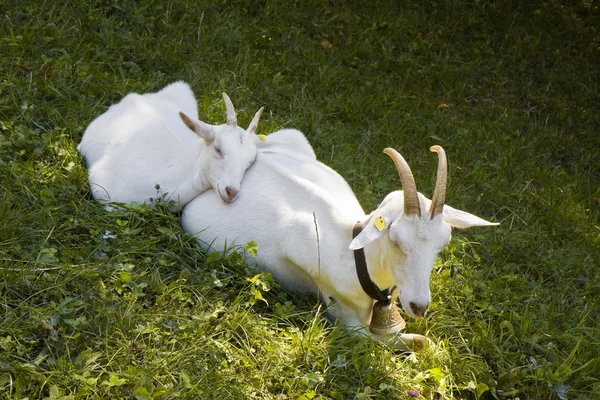 Жіноча коза в траві зі своїм цуценям — стокове фото