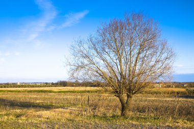 Tuscany kırsal kesimde izole ağaç